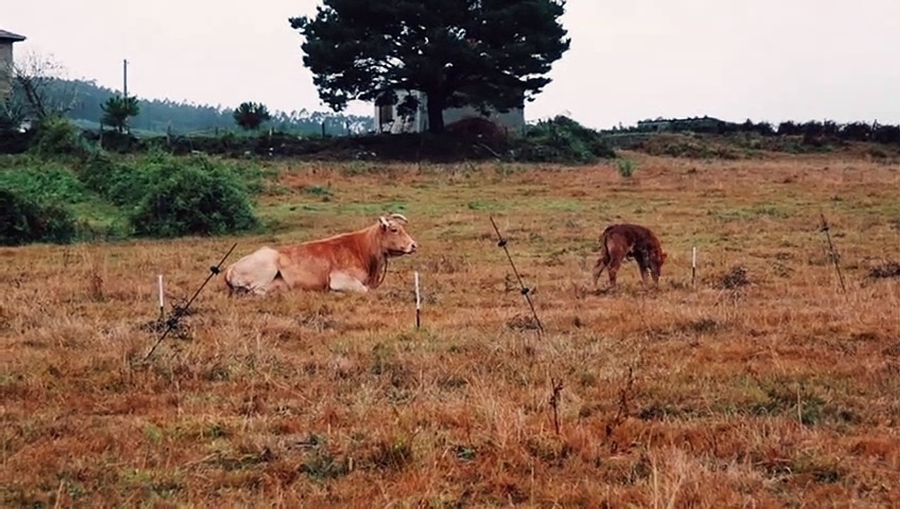 Sound of cow,goat and sheep for children/kidsبچوں کے لیے آ واز یں پہچان کے لیے