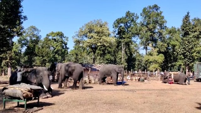 Bandhavgarh Tiger Reserve : 6 दिन से आदमखोर बाघ की तलाश, हाथियों के मदद से चलाया जा रहा ऑपरेशन