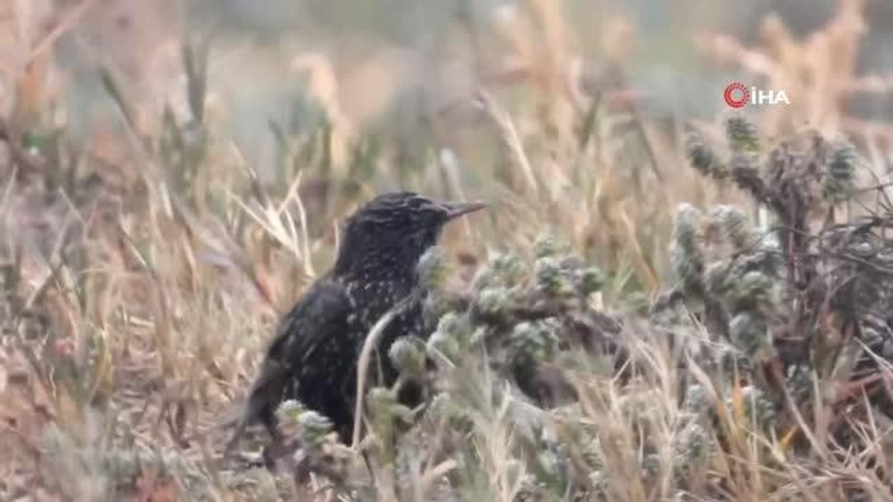 Hatay'daki sulan alan, yağmur ve çamur demeden kuş gözlemcilerinin uğrak yeri haline geldi
