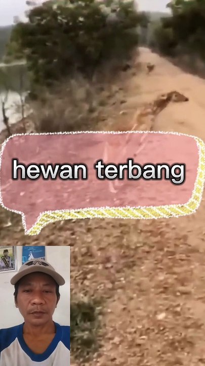 Hewan terbang
