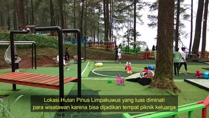Hutan Pinus Limpakuwus Baturaden