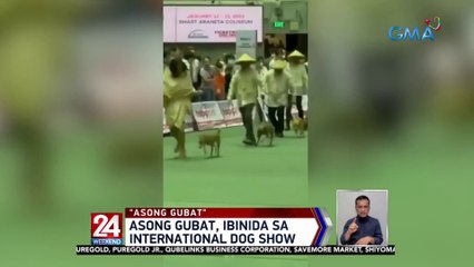 Asong Gubat, ibinida sa international dog show | 24 Oras Weekend