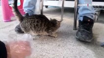 Boğulan kedi yavrusunu esnaf kurtardı