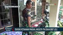 Anggota TNI Jual Bibit Lele Murah untuk Dukung Ketahanan Pangan