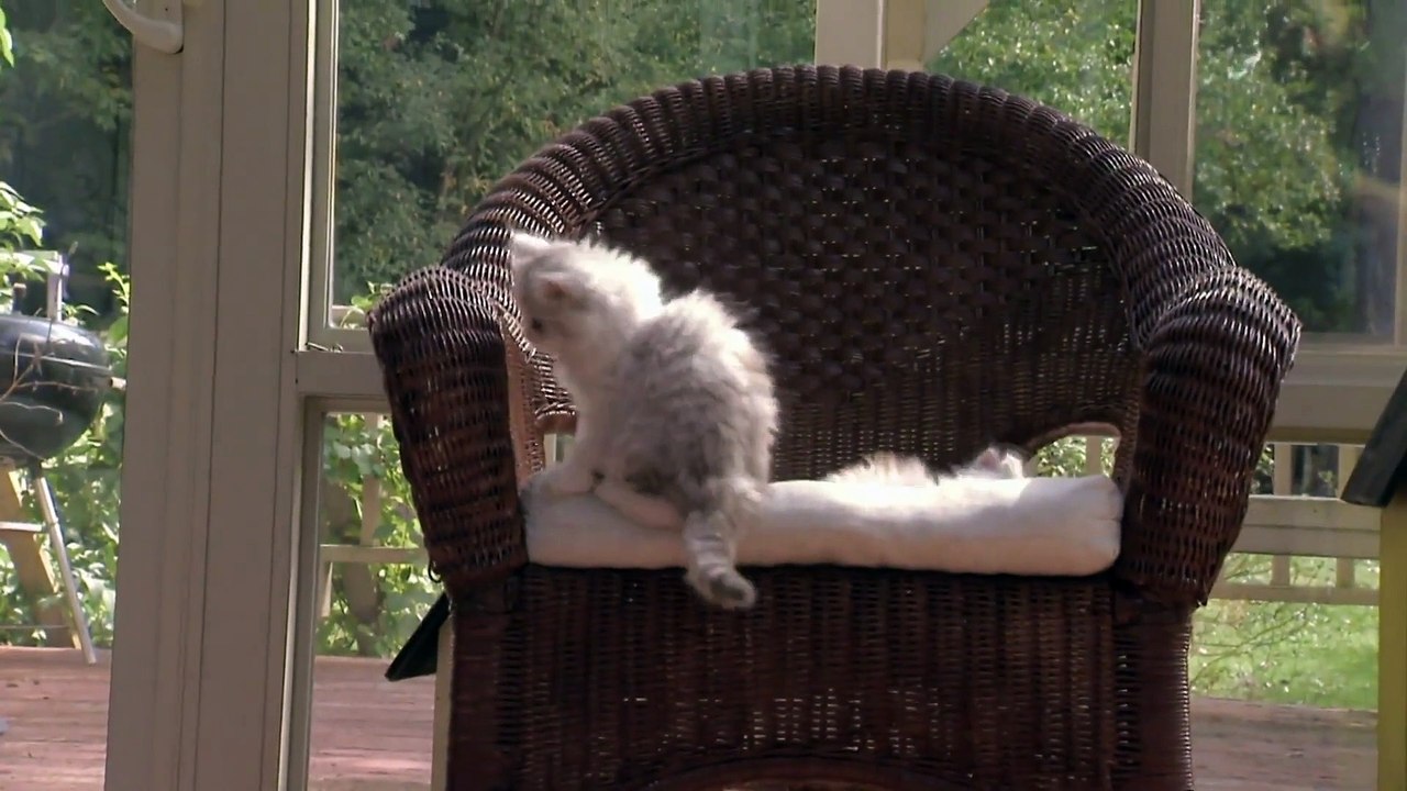 Too Cute! - Ep20 HD Watch