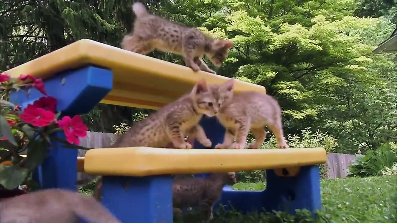 Too Cute! - Ep26 HD Watch