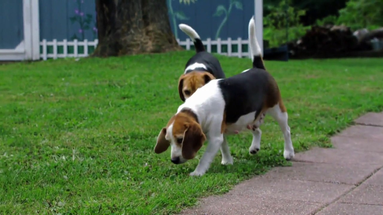 Too Cute! - Ep23 HD Watch