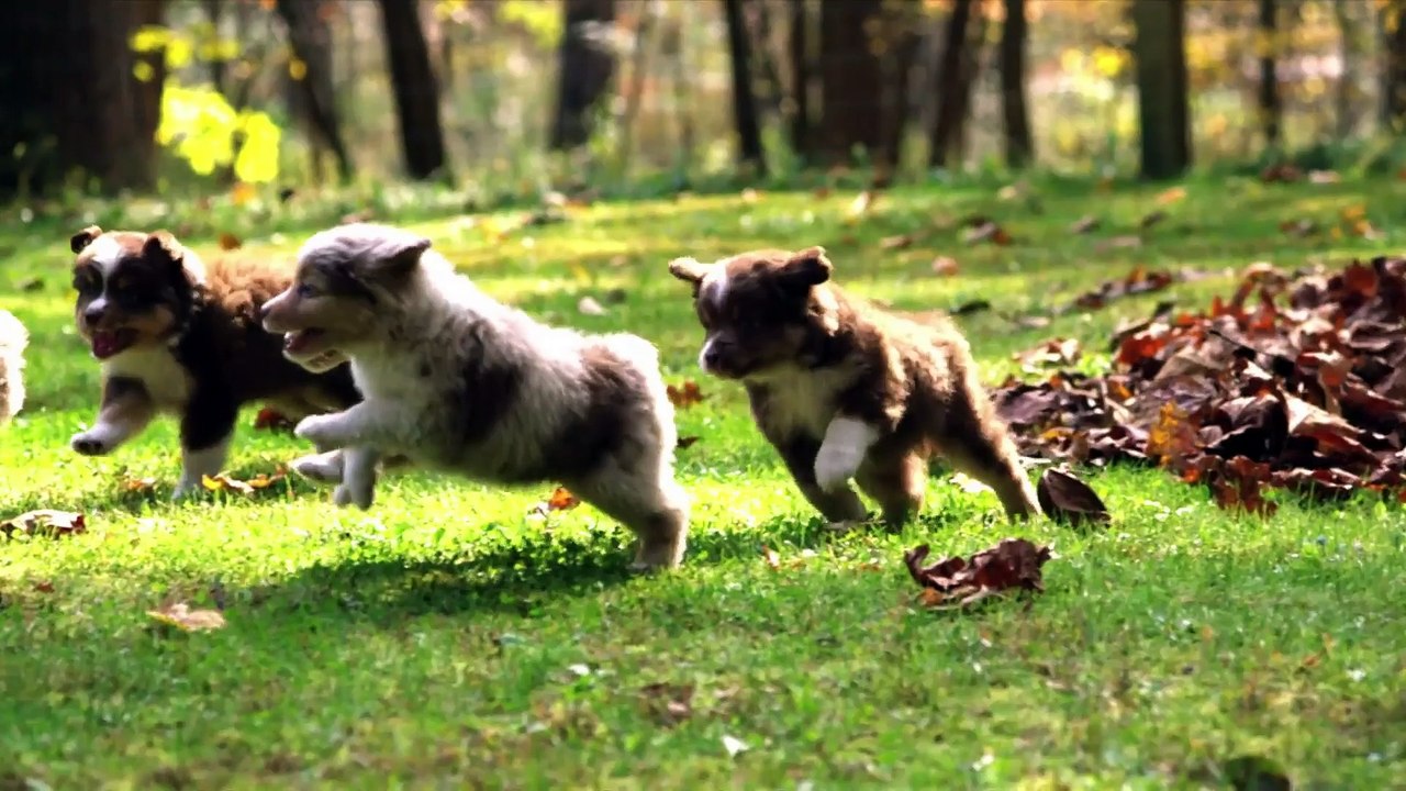 Too Cute! - Ep13 HD Watch