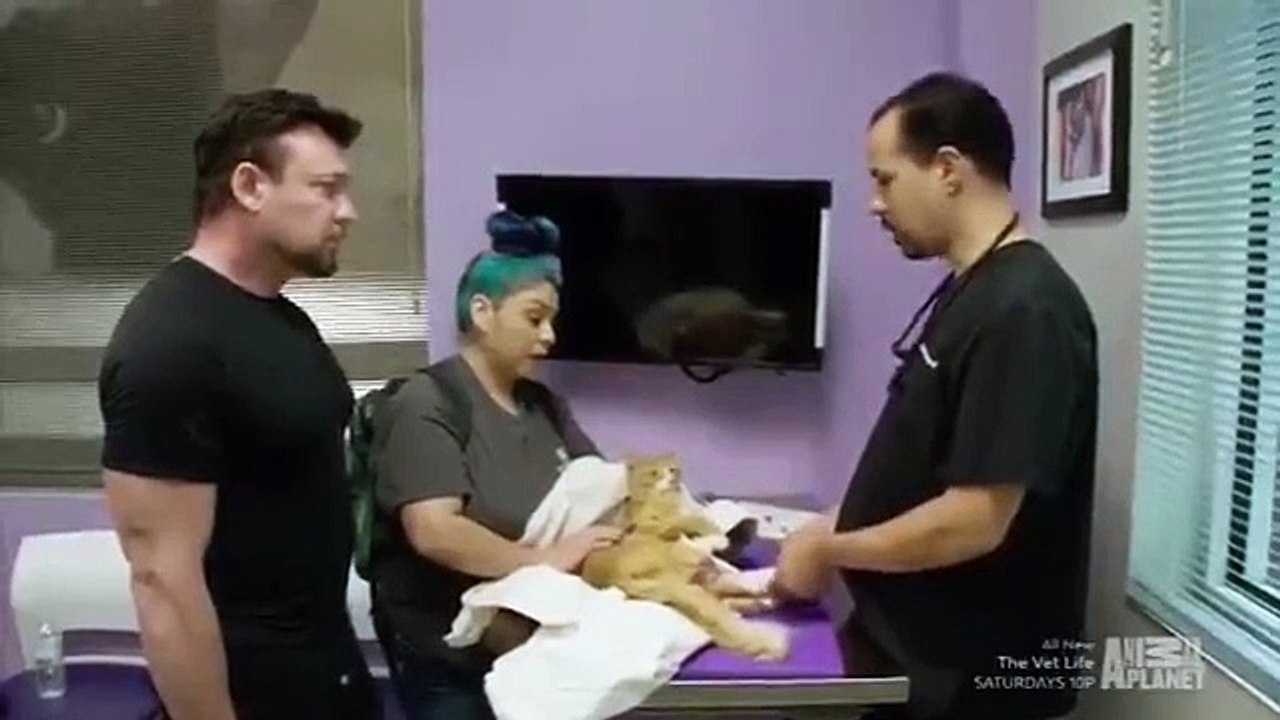 The Vet Life - Se2 - Ep100 - Hurricane Harvey Special HD Watch