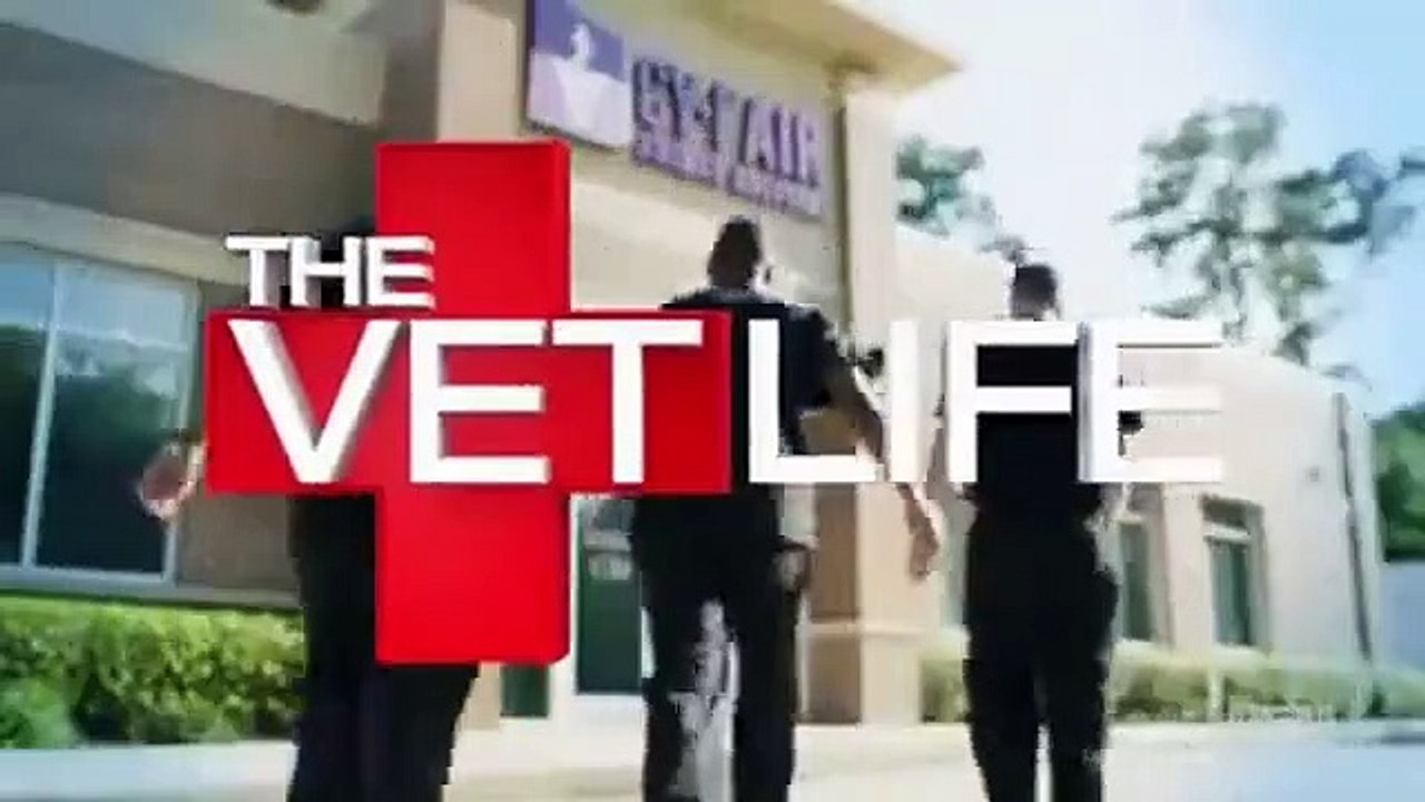 The Vet Life - Se3 - Ep02 HD Watch