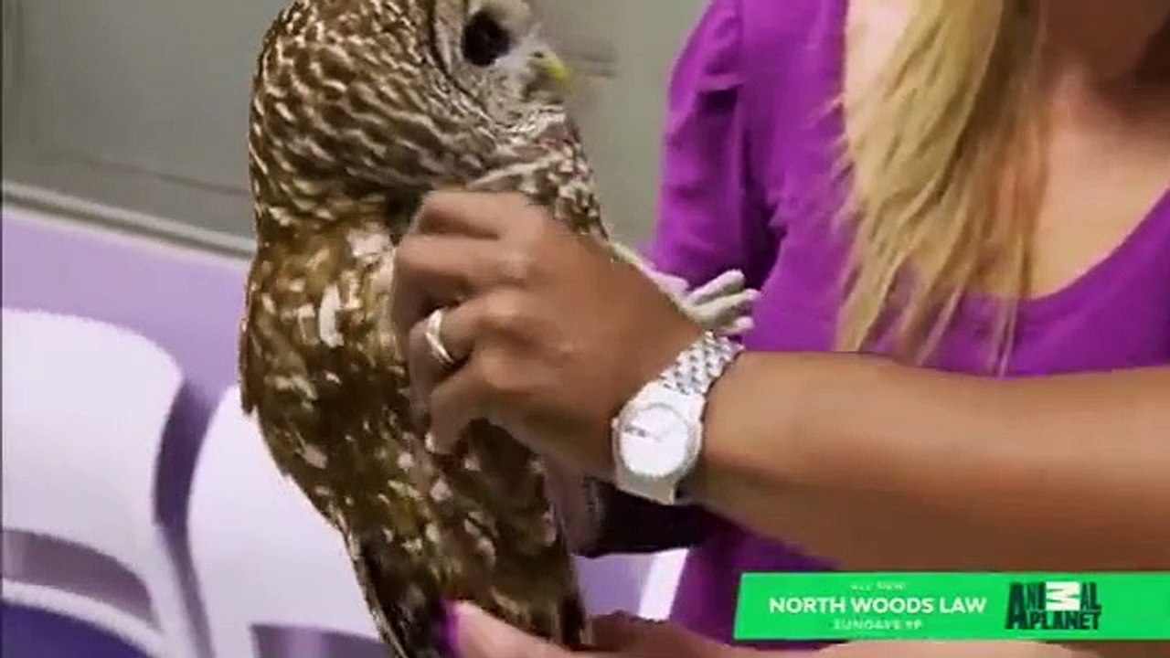 The Vet Life - Se3 - Ep06 HD Watch