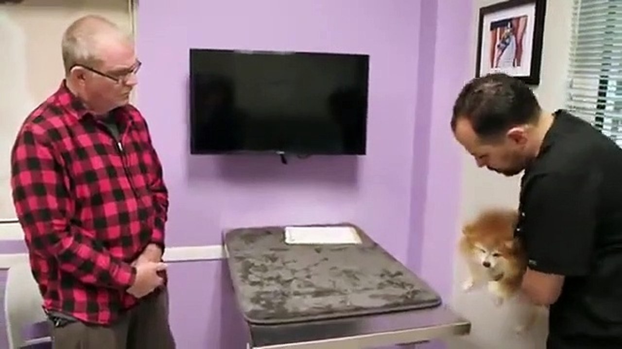 The Vet Life - Se4 - Ep02 - Pomeranian Plot Twist HD Watch