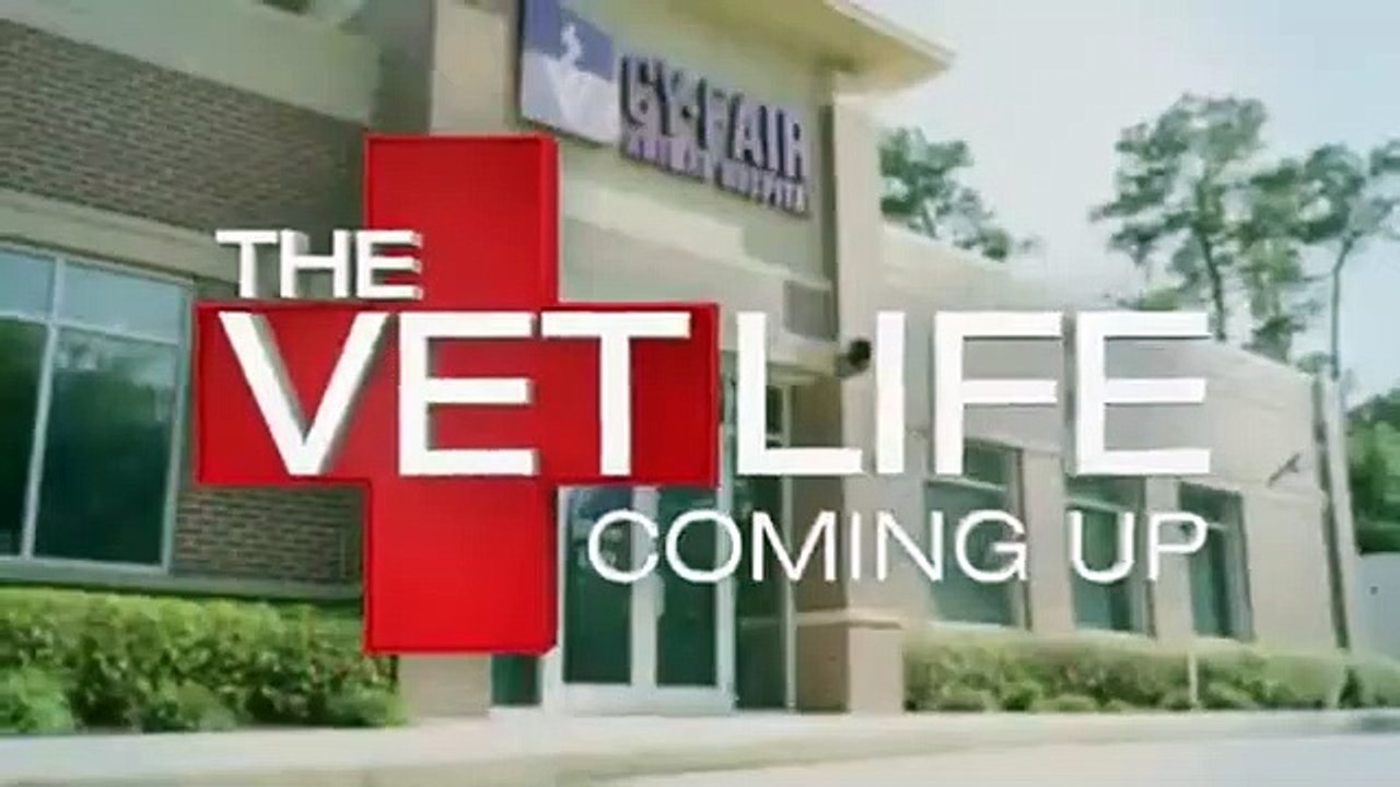The Vet Life - Se4 - Ep04 - A Boy Who Spayed Wolf HD Watch