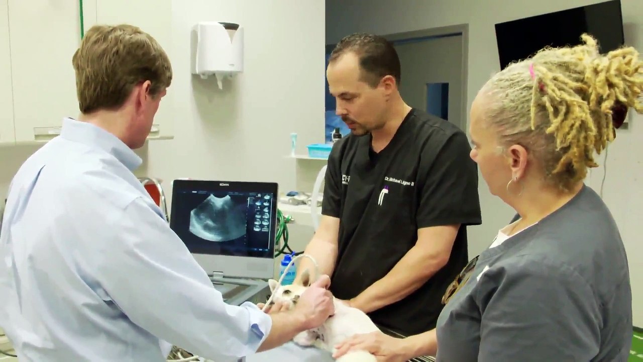 The Vet Life - Se3 - Ep05 HD Watch