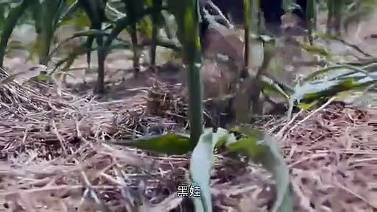 White Deer Plain - Ep22 HD Watch