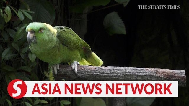 The Straits Times | Meet the parrot that speaks three languages at Jurong Bird Park