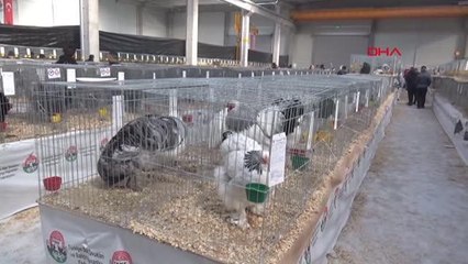 'ULUSAL KÜMES HAYVANLARI' GÖSTERİSİ YAPILDI