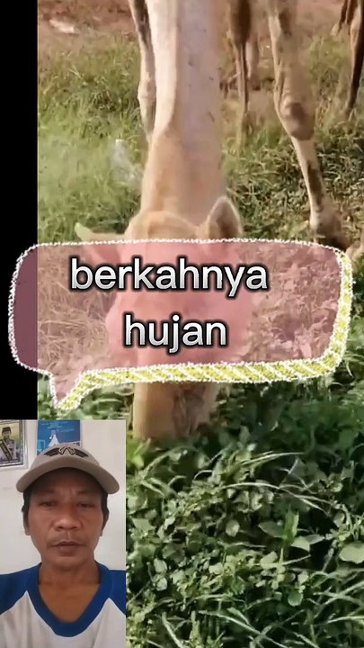 Berkahnya hujan tanah Saudi jadi subur