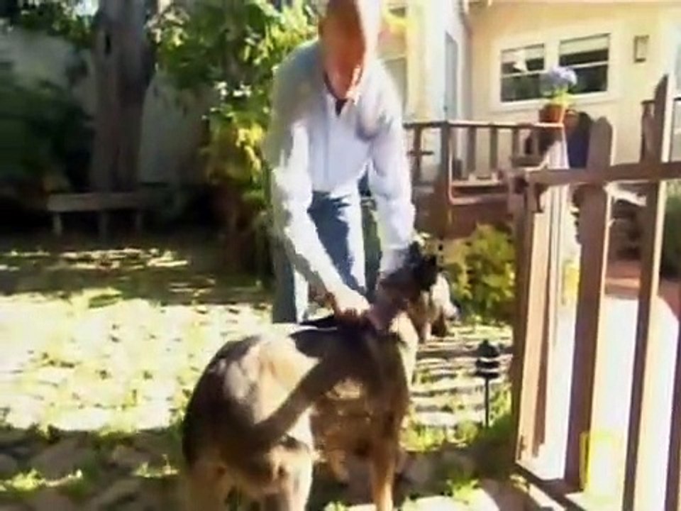 Dog Whisperer with Cesar Millan - Se2 - Ep14 HD Watch