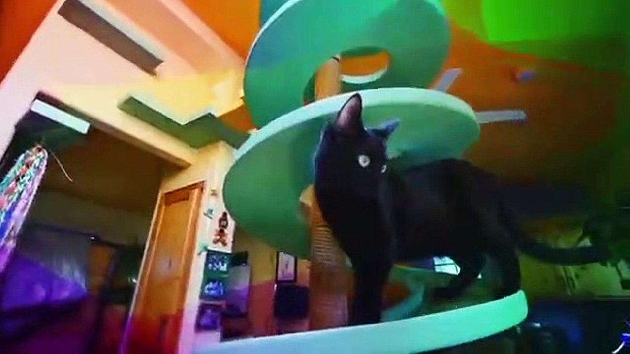 Animal Cribs - Se2 - Ep05 - Pygmy Goat Playground HD Watch