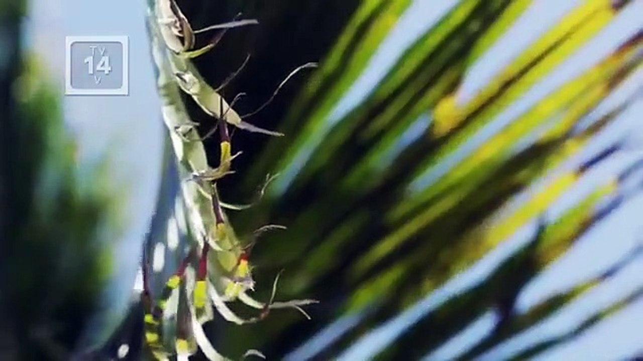 Dark Waters - Mur-'der in the Deep - Se1 - Ep03 - Cursed Paradise HD Watch