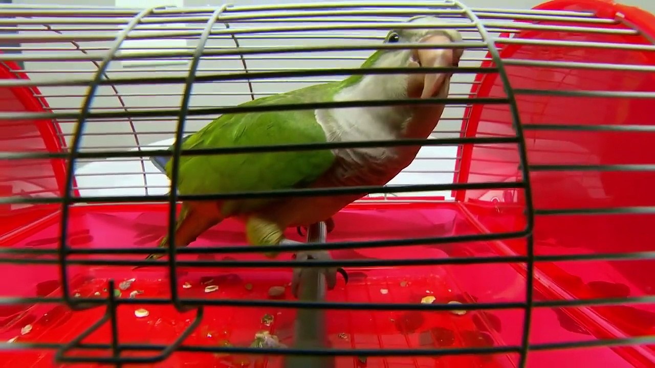 Dr. Jeff - Rocky Mountain Vet - Se7 - Ep05 - Petra's Pigs HD Watch