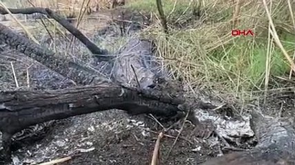 Kastabala Kuş Cenneti, cehenneme döndü