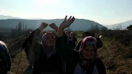 Çambükü Köylüsü, Amasya Valisi'ne Sökülmüş Ağaç ile Seslendi: "Bu Kökler Kaç Senede Toprağa Kök Veriyor? Bu Kiraz Ağacının Günahı Sana Sorulsun"