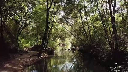 mixkit-forest-stream-in-the-sunlight-529-medium