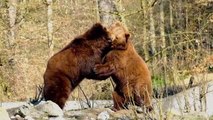 فيديو معركة الدب القطبي حيوانات - للمونتاج وتصميم - بدون حقوق الطبع والنشر ( clips ) (s.shabakngy.com)