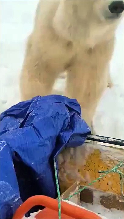 Quand un ours polaire te rend visite... de très prêt