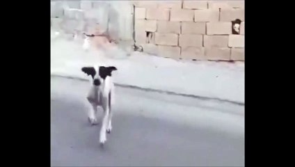 Ce chien est un petit arnaqueur