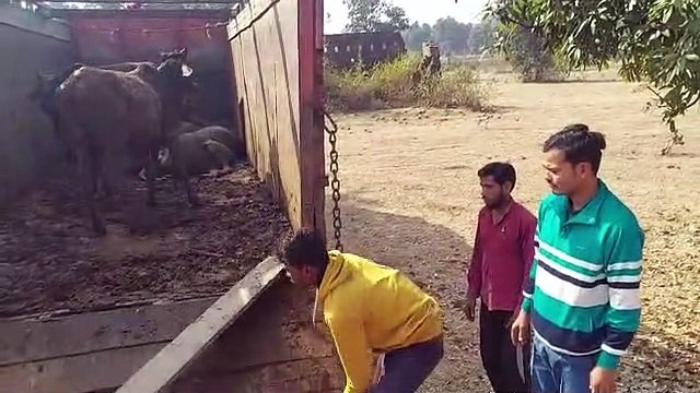 video story पशु तस्करों ने बैरियर तोड़कर पुलिस पर वाहन चढ़ाने का किया प्रयास