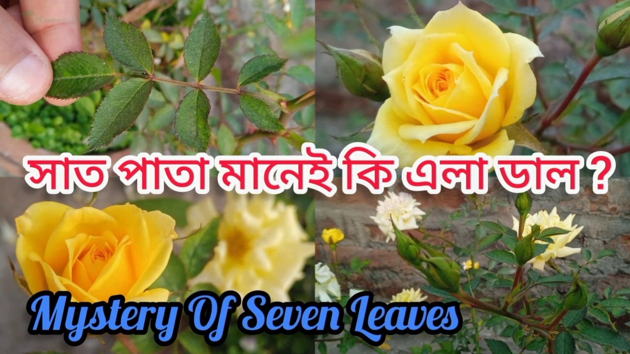 গোলাপ গাছের সাত পাতার রহস্য ।।  Rose plant care