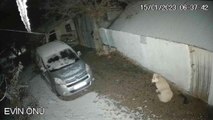 Depremi fark eden köpeğin panik anları kamerada