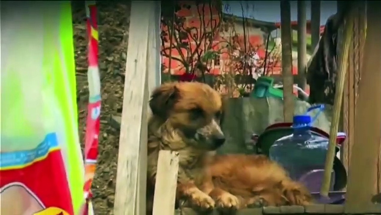 TUCUMANAS HECHAS CON CARNE DE PERRO Y EN EL LUGAR SE ENCONTRÓ 35 PERROS Y CACHORROS. VECINOS  DE LA CIUDAD DE LA PAZ DENUNCIAN  EL CASO.