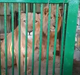 حديقة الحيوان في كفر الشيخ.. أحلى فسحة مع الأطفال وبـ5 جنيه