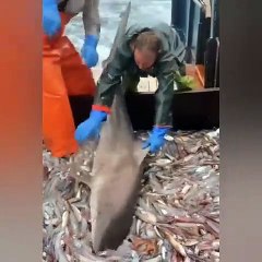 Balıkçıların ağına takılan köpek balığı küçük balıkları böyle yedi!