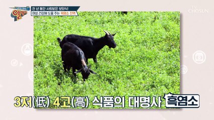 원활한 혈액순환과 신진대사에 도움 주는 검은 보물?! TV CHOSUN 20230115 방송