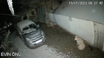Elazığ'daki depremde köpeğin kaçışı kameraya yansıdı