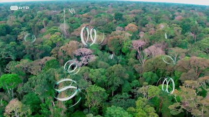 O Mistério dos Rios Voadores da Amazónia