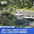 Hombre arriesga su vida al ayudar a un koala a cruzar una carretera