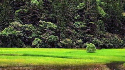 Soothing Rain Sounds for Sleep, Rain Sounds for Sleeping, Insomnia, Studying Relaxing•
