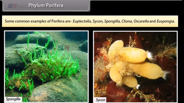 CLASS 9 BIOLOGY DIVERSITY IN LIVING ORGANISMS 2