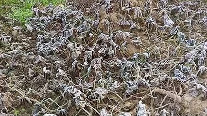 शीतलहर का कहर,बर्फ जमने से किसानों की बढ़ी ​चिंता