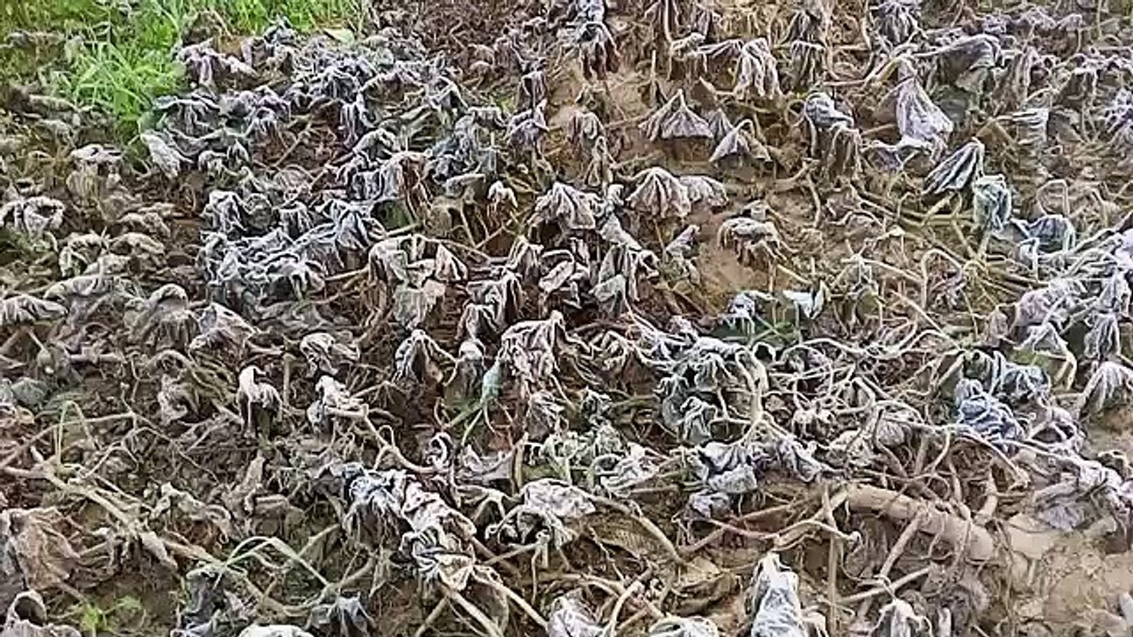 शीतलहर का कहर,बर्फ जमने से किसानों की बढ़ी ​चिंता