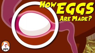 How EGGS Are Formed Inside The Chicken__HD