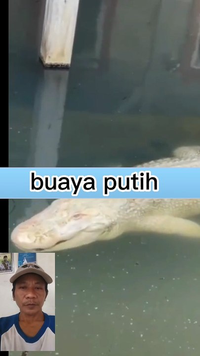 Buaya putih