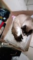 #gato #dormido #felino #caja #animal #mascota #peludo #gatitopeludo #gatito #dormilon