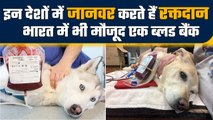 Pet Blood Bank In India: देखें कहां है भारत का एक मात्र ब्लड बैंक, होता है रक्तदान | वनइंडिया प्लस